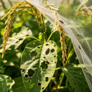 Insect Net (6)