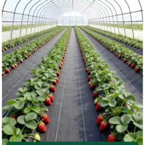 best weed control fabric (1)