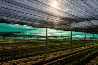 shade-net